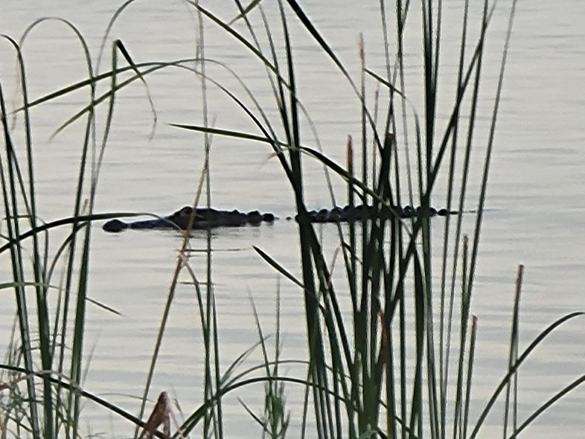 Camp St. Cabanas Unit 2 On Lake Dora 타바레스 외부 사진